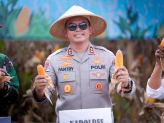 Polres Sidrap Panen Jagung Kuartal II Di Lahan Seluas 5 Hektar